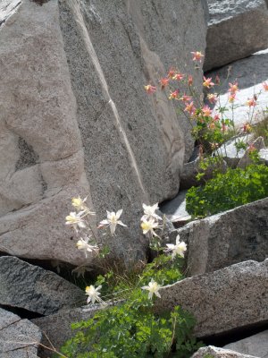 Columbines of many hues