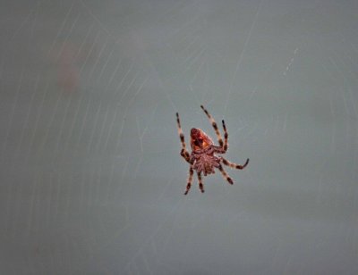 20090827 - An interesting spider.  ~shot using 12mm tube with 85mm 1.8.jpg