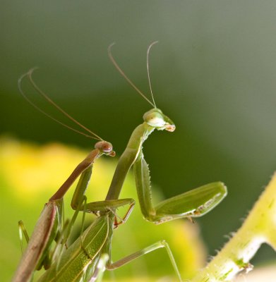 Praying Mantis