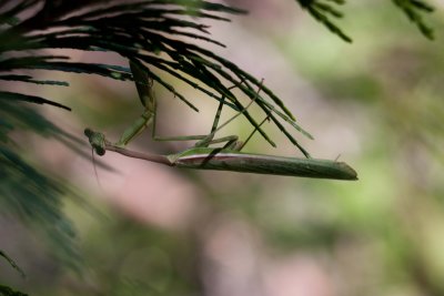 Escaped male mantis after 24 hrs. copulation