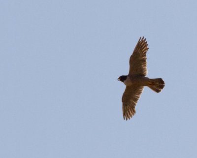 Peregrine Falcon