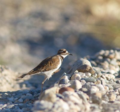 Killdeer at the Yuba River
