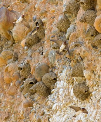 Cliff Swallows