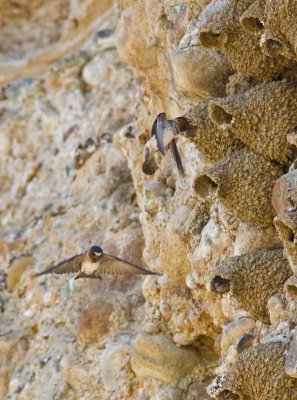 Cliff Swallows