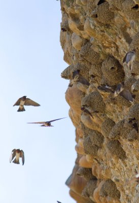 Cliff Swallows