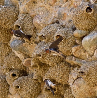 Cliff Swallows
