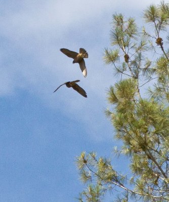 Peregrine Falcons