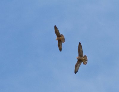 Peregrine Falcons