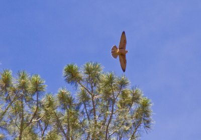 Birds of Smartsville