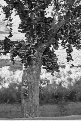 _MG_8072.jpg