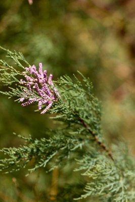 _MG_8429.jpg