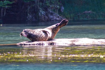 Albion harbor seal