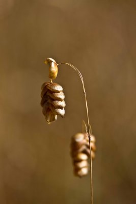 Rattlesnake grass