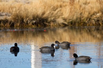 Coot congregation