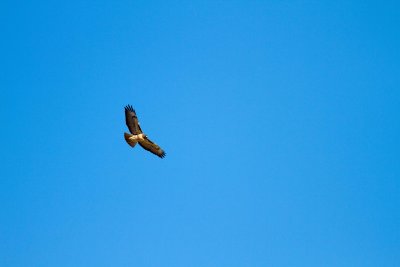 Red Tailed Hawk?