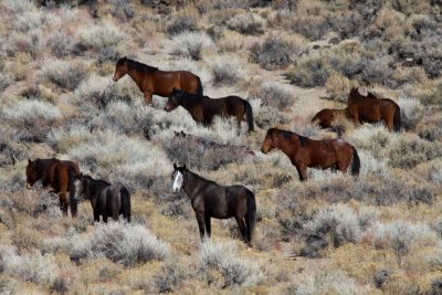  Wild Horses in the high desert