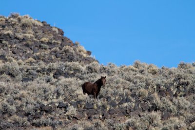 Wild Horses in the high desert