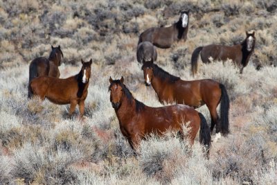  Wild Horses in the high desert