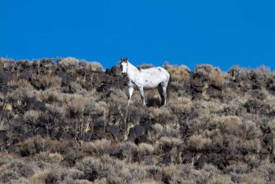 Wild Horses in the high desert