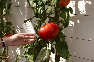 The Mother of All Tomatoes