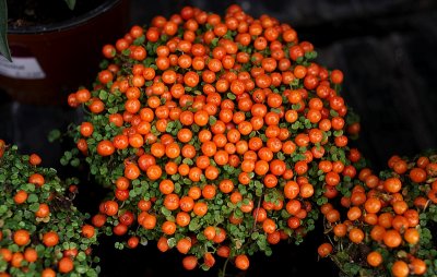 Teeny Tiny Tomatoes