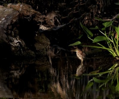 Green Heron in the Florida Everglades