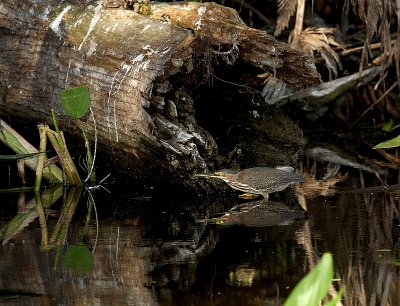 Green Heron - on the prowl