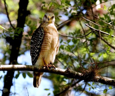 Red Shouldered Hawk - Showing Off