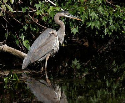Great Blue Heron Stalks the Swamp