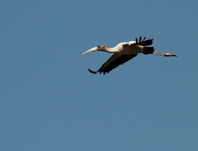 Wood Stork - In Flight