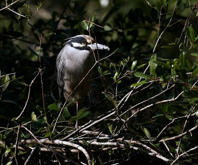 Yellow Crowned Night Heron