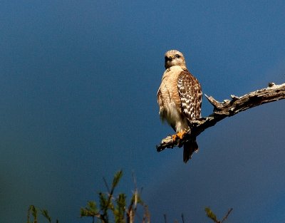Another Red Shouldered Hawk