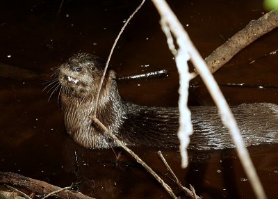 Otter Smiles for the Camera