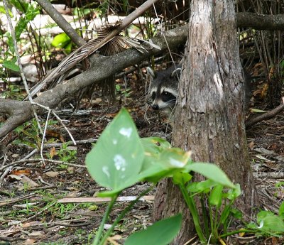 Raccoon in the Everglades