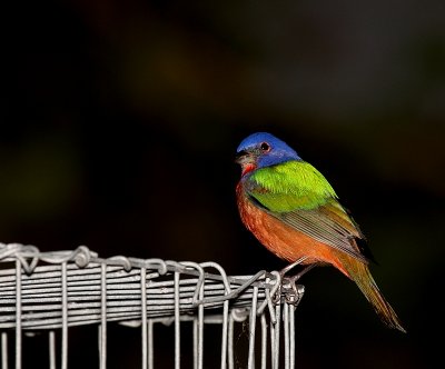 Painted Bunting - Male