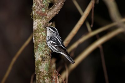 Black and White Warbler