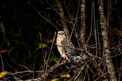 Red Shouldered Hawk