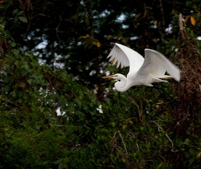 Great Egret On Wing