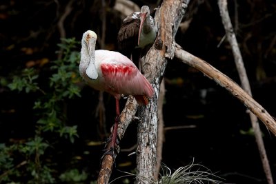 Roseate Spoonbill