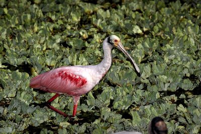 Roseate Spoonbill