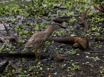 Juvenile Black Crowned Night Heron