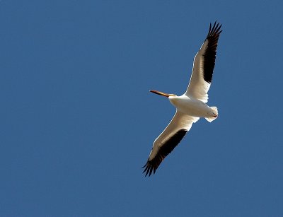 White Pelican Soaring
