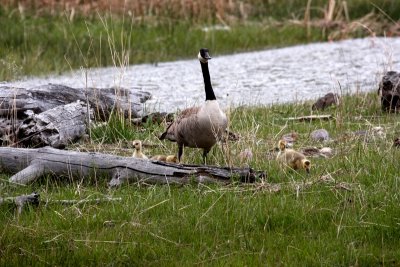 Canada Goose Mom with Four Goslings