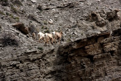Big Horn Sheep - Several Females with at least one lamb