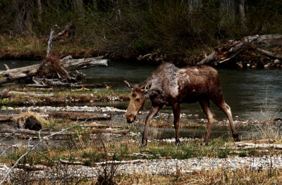 Young Moose - Seen at Moose Junction in Grand Teton National Park