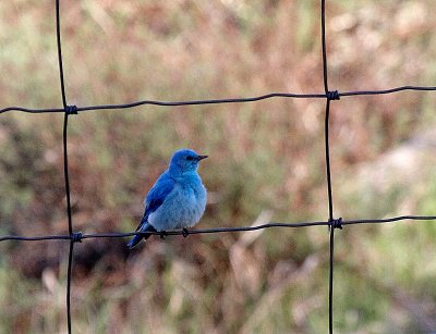 Mountain Bluebird