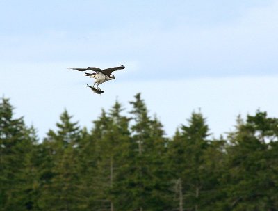 Osprey with Meal In Tow