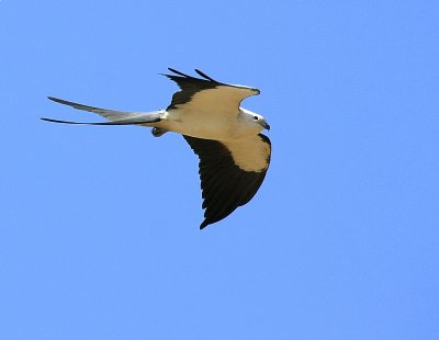 Swallow Tailed Kite - Hunting