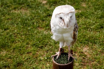 Barn Owl - Sadly Captive
