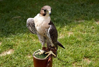 Captive Falcon